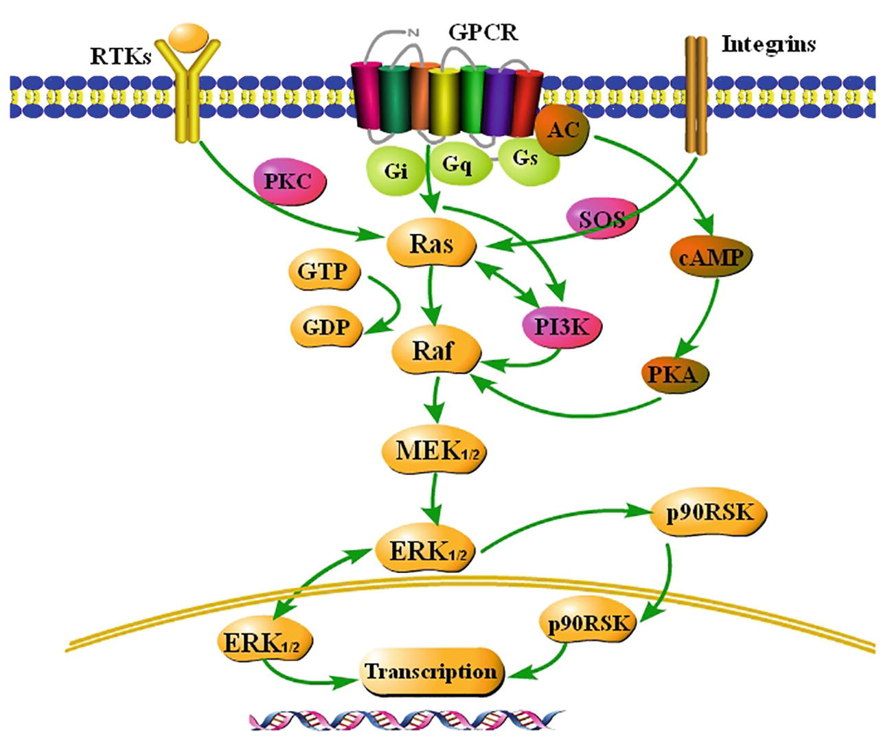 Summary of the classical Ras-Raf-MEK-ERK1/2 signaling pathway.